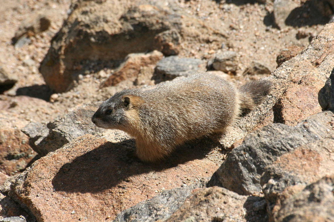Mountain marmot This mountain marmot was encountered on the hillside during a visit to Rocky Mountain National Park Geotagged,Hoary marmot,Mammalia,Marmota caligata,Mountain Marmot,National Park,North America,Rocky Mountains,United States