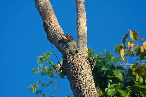 Monitor lizard in a tree This monitor lizard was enjoying his afternoon sun in a tree in Sabah, Borneo Asia,Borneo,Monitor Lizard,Reptiles,Tree,Varanus salvator,Water Monitor