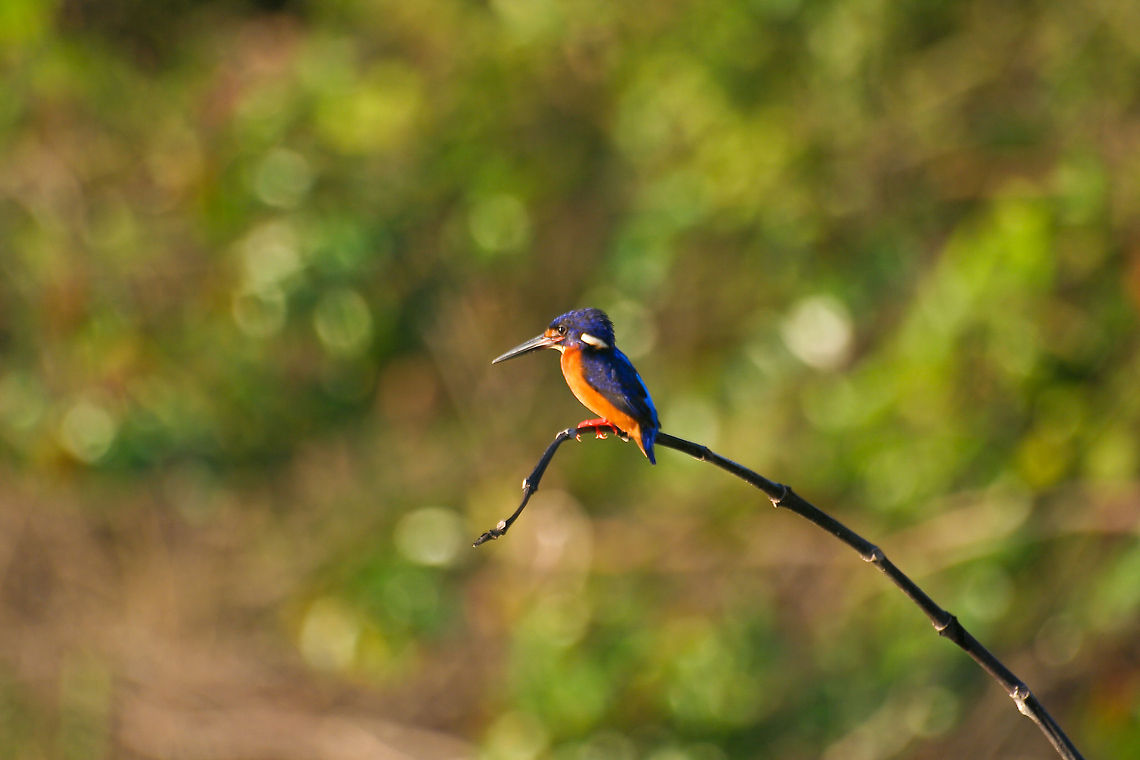 Icebird on a branch This icebird is overlooking the Kinabatangan river in Sabah, Borneo sitting on a small branch Alcedinidae,Alcedo atthis,Alcedo meninting,Asia,Birds,Blue-eared Kingfisher,Borneo,Common Kingfisher,Icebird,Malaysia