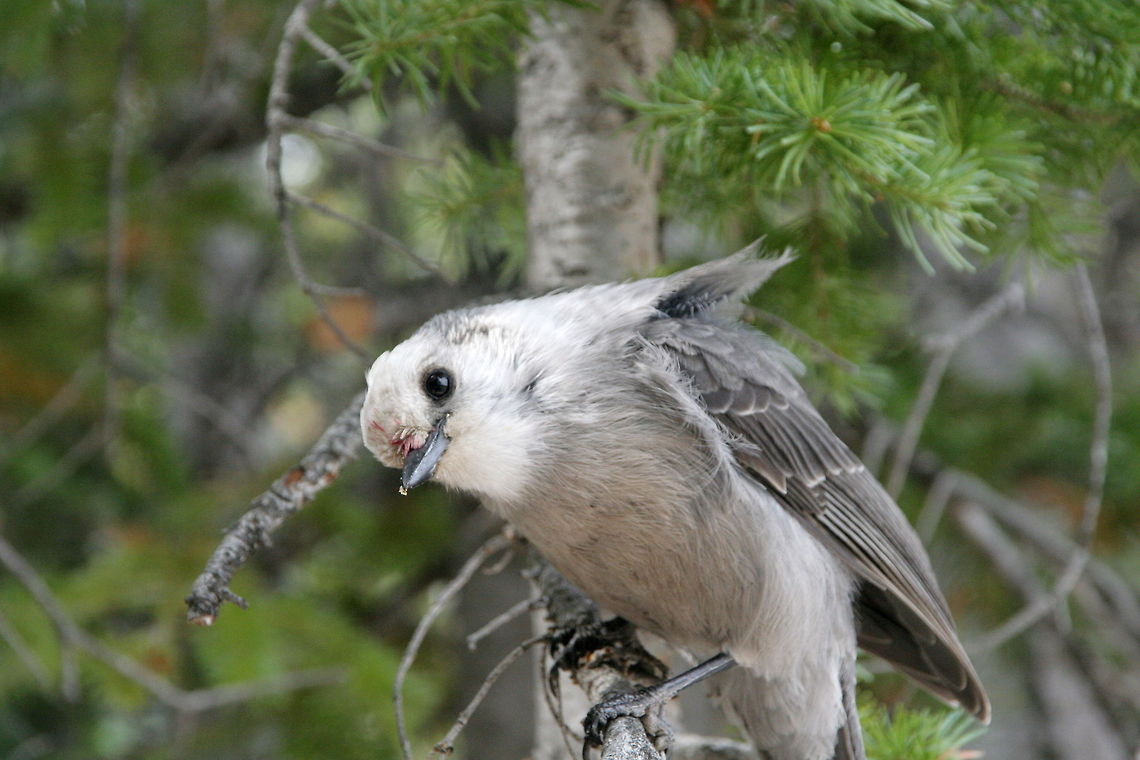 Curious bird This curious bird of unknown species looked playful in the lens of my camera at Rocky Mountain National Park Birds,Gray Jay,National Park,North America,Perisoreus canadensis,Rocky Mountains,United States