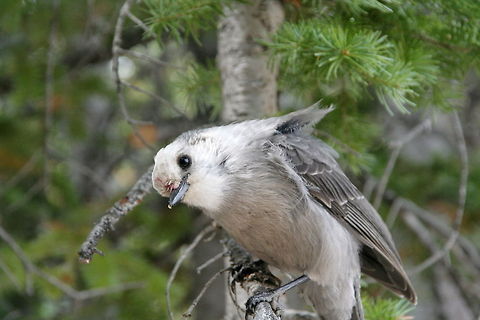 Curious bird This curious bird of unknown species looked playful in the lens of my camera at Rocky Mountain National Park Birds,Gray Jay,National Park,North America,Perisoreus canadensis,Rocky Mountains,United States