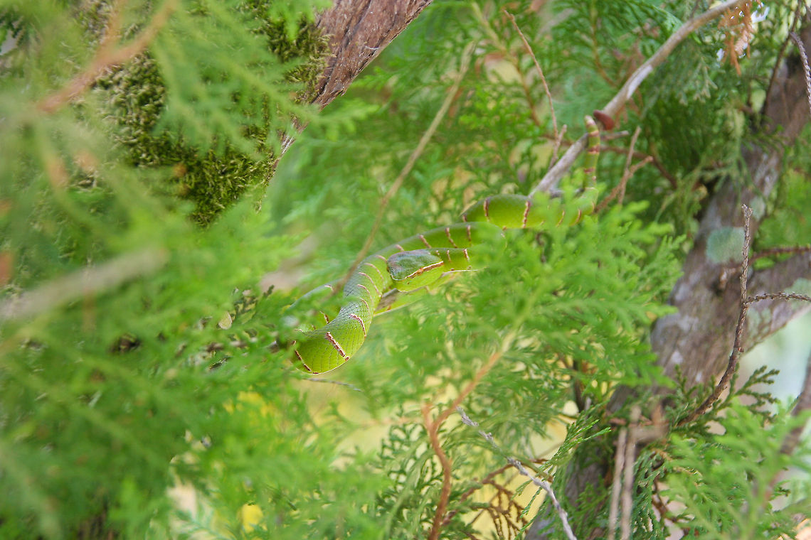 Green viper in a pine tree This venomous green viper was found in a pine tree, on a hill just outside Sandakan, Borneo Asia,Bornean Keeled Pit Viper,Borneo,Green Viper,Malaysia,Reptiles,Sandakan,Serpentes,Snakes,Tropidolaemus subannulatus,Venomous,Vipers