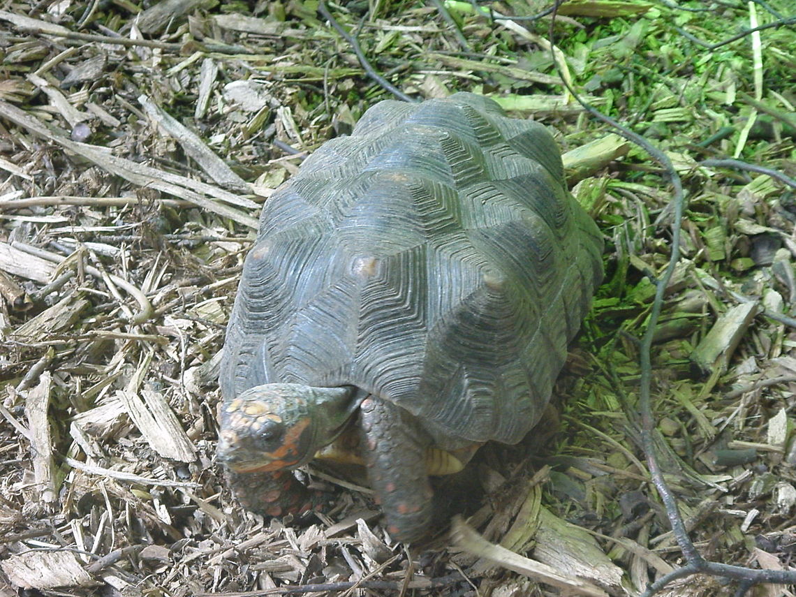 Land turtle This land turtle was spotted in the Dublin Zoo Dublin,Dublin Zoo,Europe,Ireland,Turtle,Zoo
