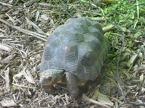 Land turtle This land turtle was spotted in the Dublin Zoo Dublin,Dublin Zoo,Europe,Ireland,Turtle,Zoo