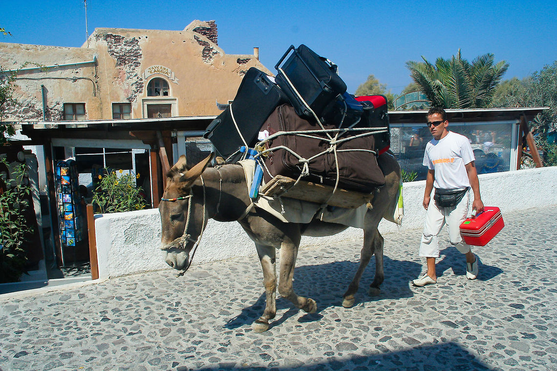 Packing mule This packing mule was spotted at the island of Santorini, Greece Donkey,Equus africanus asinus,Europe,Geotagged,Greece,Island,Mule,Santorini