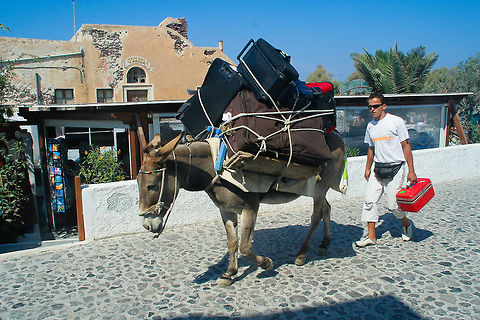 Packing mule This packing mule was spotted at the island of Santorini, Greece Donkey,Equus africanus asinus,Europe,Geotagged,Greece,Island,Mule,Santorini