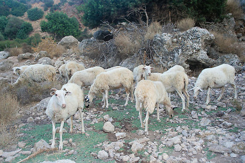 Cretan sheep This picture was taken on the island of Crete, Greece on the west coast beach Crete,Domestic sheep,Europe,Geotagged,Greece,Mammals,Ovis aries,Sheep