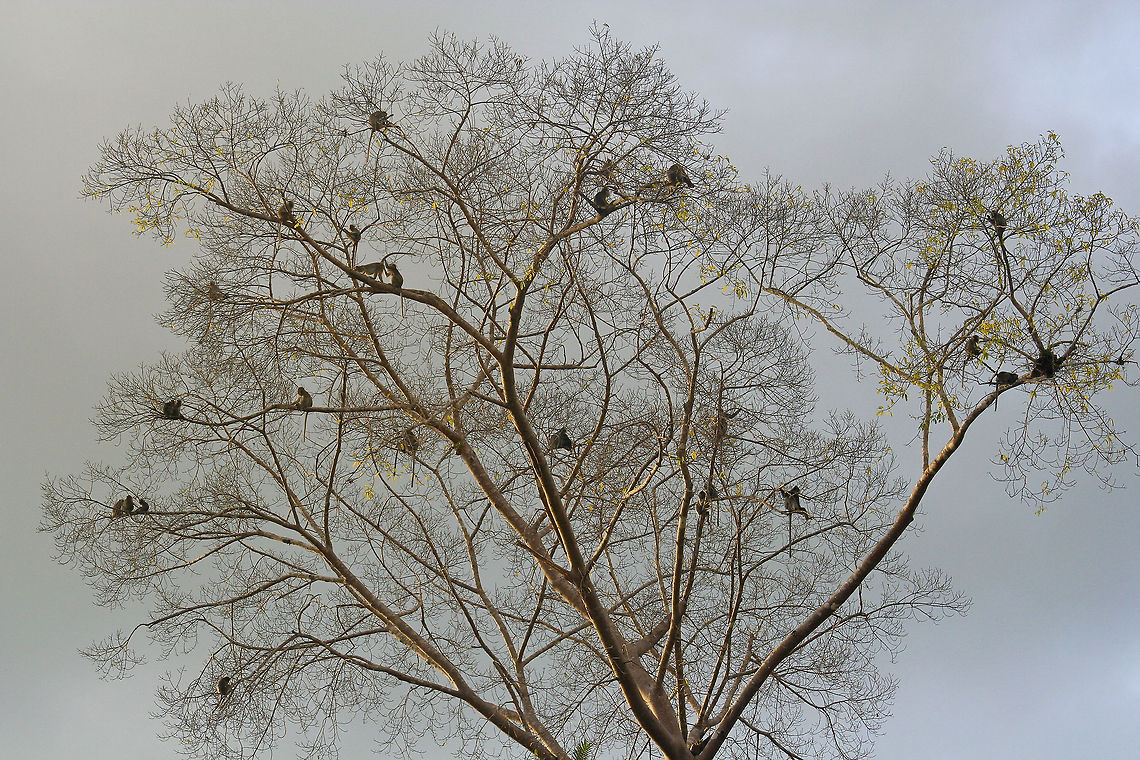 Tree full of proboscis monkeys This tree on the bank of the Kinabatangan river in Sabah, Borneo was full of Proboscis monkeys at the end of the evening Asia,Borneo,Mammalia,Monkeys,Nasalis larvatus,Proboscis monkey