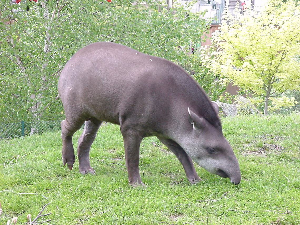 Tapir in the grass This Tapir was minding his own business when this picture was taken in the Dublin Zoo Baird’s Tapir,Dublin,Dublin Zoo,Europe,Ireland,Tapir,Tapirus bairdii,Zoo