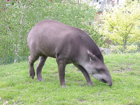 Tapir in the grass This Tapir was minding his own business when this picture was taken in the Dublin Zoo Baird’s Tapir,Dublin,Dublin Zoo,Europe,Ireland,Tapir,Tapirus bairdii,Zoo