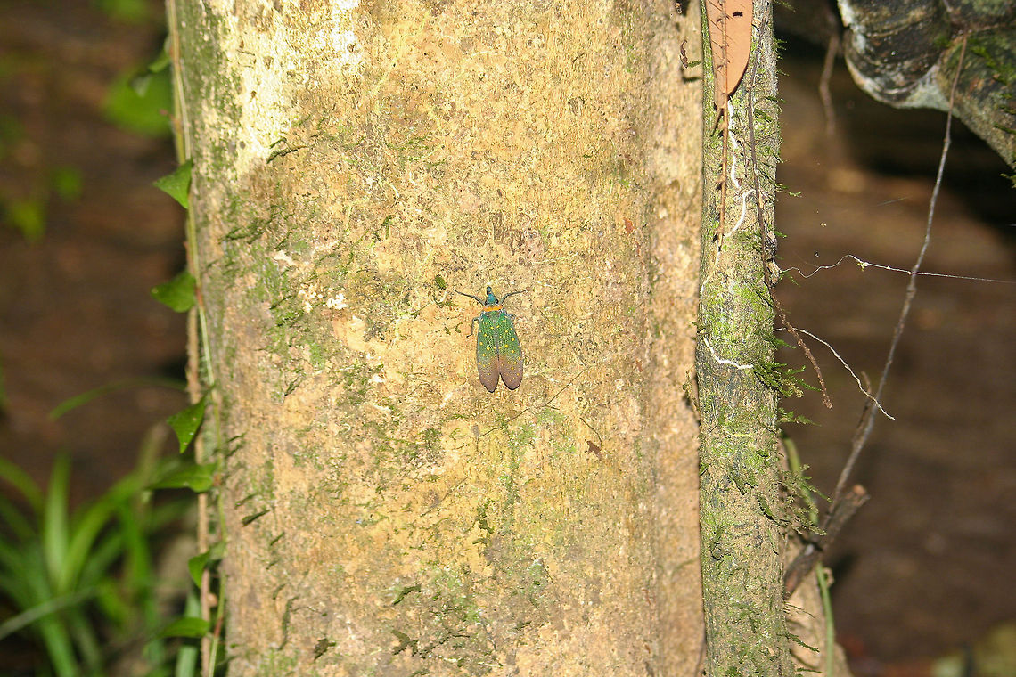 Lantern bug This big lantern bug was found sitting on a tree in the tropical rainforest of Borneo. It was photographed in the night Asia,Borneo,Lantern Bug,Malaysia,Pyrops whiteheadi,Rainforest