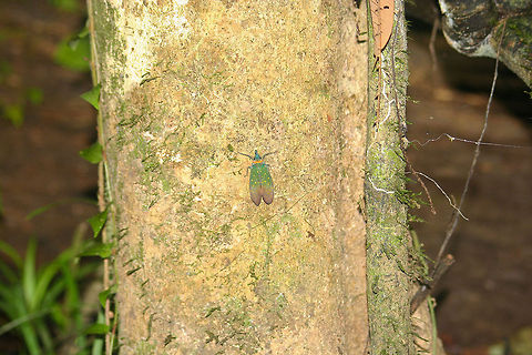 Lantern bug This big lantern bug was found sitting on a tree in the tropical rainforest of Borneo. It was photographed in the night Asia,Borneo,Lantern Bug,Malaysia,Pyrops whiteheadi,Rainforest
