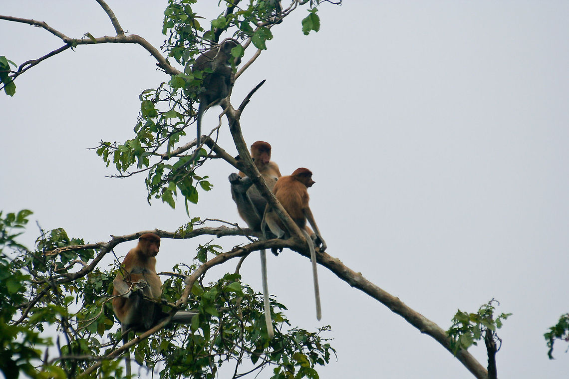 Young proboscis monkeys Young proboscis monkeys in a tree in Sabah, Borneo Asia,Borneo,Mammals,Monkeys,Nasalis larvatus,Proboscis monkey,Tree