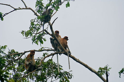 Young proboscis monkeys Young proboscis monkeys in a tree in Sabah, Borneo Asia,Borneo,Mammals,Monkeys,Nasalis larvatus,Proboscis monkey,Tree