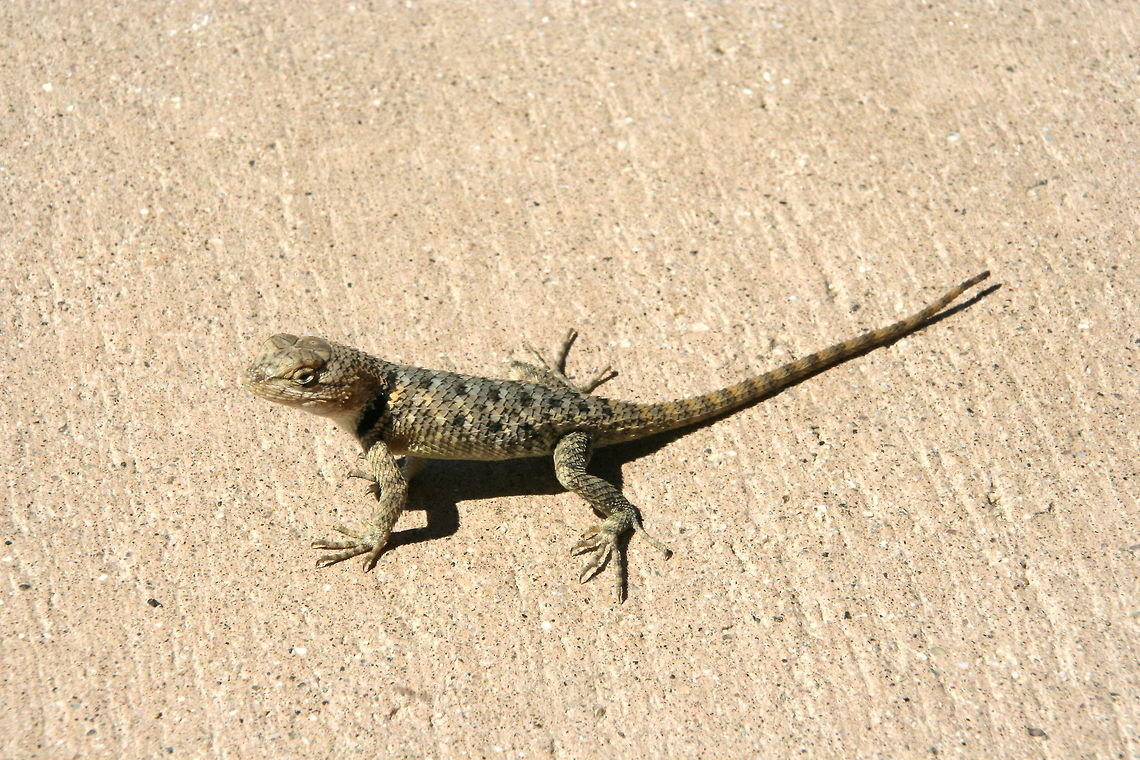 Desert spiny lizard This small sand lizard was photographed at the Joshua Tree National Park in Arizona Desert,Geotagged,Joshua Tree,Lizard,National Park,North America,Sceloporus magister,Squamata,United States