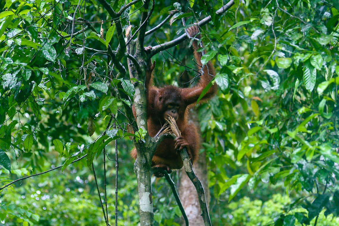 Orangutan in the wild This wild Orang Utan was spotted near the Sepilok Orang Utan rehabilitation centre in Sabah, Borneo Asia,Bornean orangutan,Borneo,Geotagged,Malaysia,Orangutan,Pongo pygmaeus,Sepilok