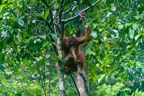 Orangutan in the wild This wild Orang Utan was spotted near the Sepilok Orang Utan rehabilitation centre in Sabah, Borneo Asia,Bornean orangutan,Borneo,Geotagged,Malaysia,Orangutan,Pongo pygmaeus,Sepilok