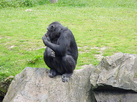 Chimpanzee eating fruit This chimpanzee eating fruit was photographed at the Dublin Zoo Chimpanzee,Common chimpanzee,Dublin,Dublin Zoo,Europe,Pan troglodytes,Zoo