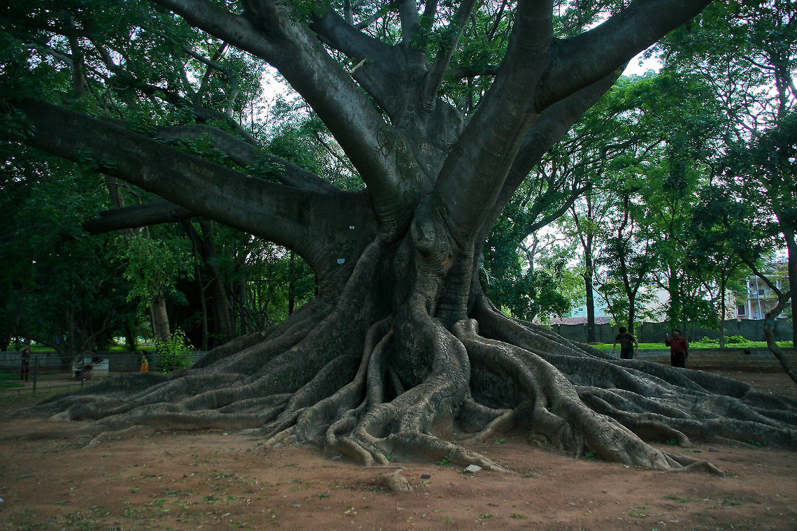 Big tree This big rooted tree was found in Lalbagh botanical gardens in Bangalore, India Asia,Bangalore,India,Lalbagh,Tree