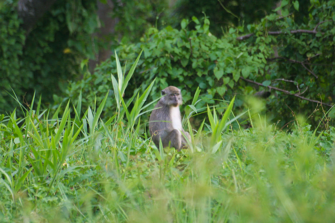 Macaque sitting in the grass This macaque was shot sitting in a grass patch in the rainforest in Sabah, Borneo Asia,Borneo,Crab-eating macaque,Macaca fascicularis,Macaque,Mammals,Monkeys