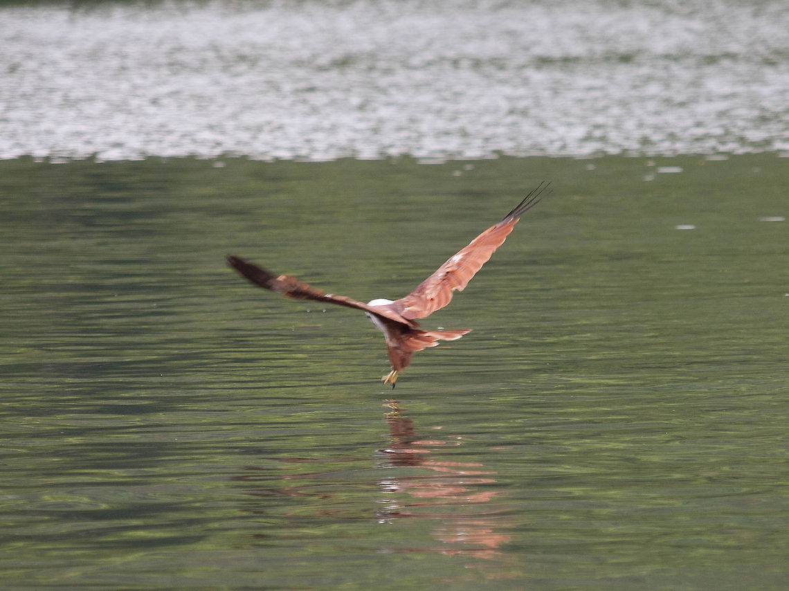 Eagle Landing This eagle was just about to land on the water in the Kilim Geoforest park in Langkawi Accipitriformes,Asia,Birds,Brahminy Kite,Haliaeetus leucogaster,Haliastur indus,Kilim Geoforest Park,Langkawi,Malaysia,White-bellied Sea Eagle