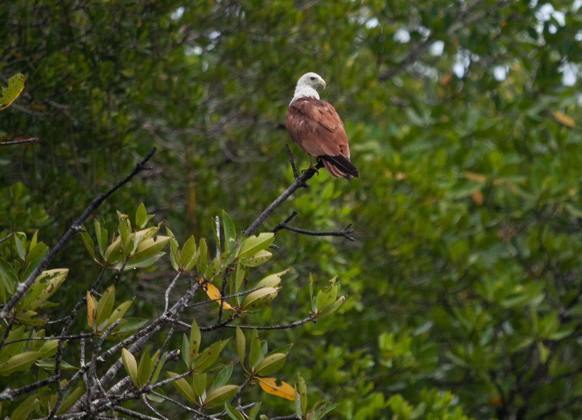 Kite in tree Eagle sitting on a branch in a tree at the Kilim Geoforest Park in Langkawi Accipitriformes,Asia,Birds,Brahminy Kite,Eagle,Haliaeetus leucogaster,Haliastur indus,Langkawi,Malaysia,White-bellied Sea Eagle