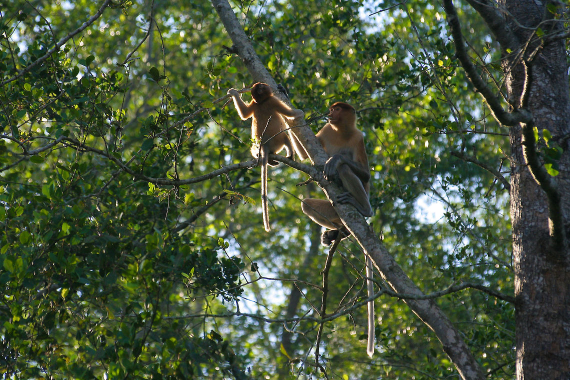 Two proboscis monkeys Two proboscis monkeys sitting in a tree, spotted in Borneo Asia,Borneo,Malaysia,Mammalia,Monkeys,Nasalis larvatus,Proboscis monkey