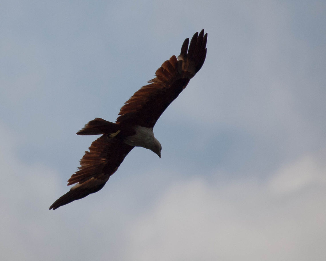 Kite in flight Eagle soaring in the sky in the Kilim Geoforest Park in Langkawi Accipitriformes,Asia,Birds,Brahminy Kite,Eagle,Haliaeetus leucogaster,Haliastur indus,Langkawi,Malaysia,White-bellied Sea Eagle
