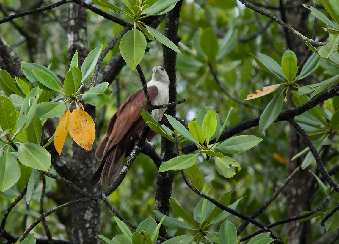 Eagle in treetop canopy This eagle was hiding high in the treetop canopy when it was caught on camera in the Kilim Geoforest Park in Langkawi Asia,Birds,Brahminy kite,Haliastur indus,Langkawi,Malaysia