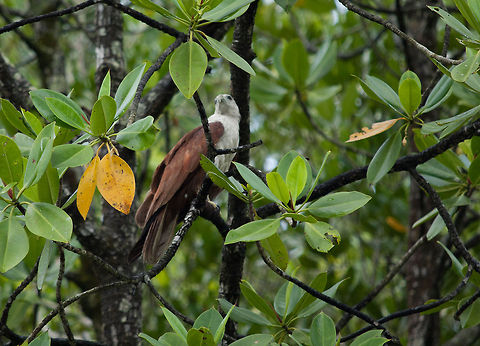 Eagle in treetop canopy This eagle was hiding high in the treetop canopy when it was caught on camera in the Kilim Geoforest Park in Langkawi Asia,Birds,Brahminy kite,Haliastur indus,Langkawi,Malaysia