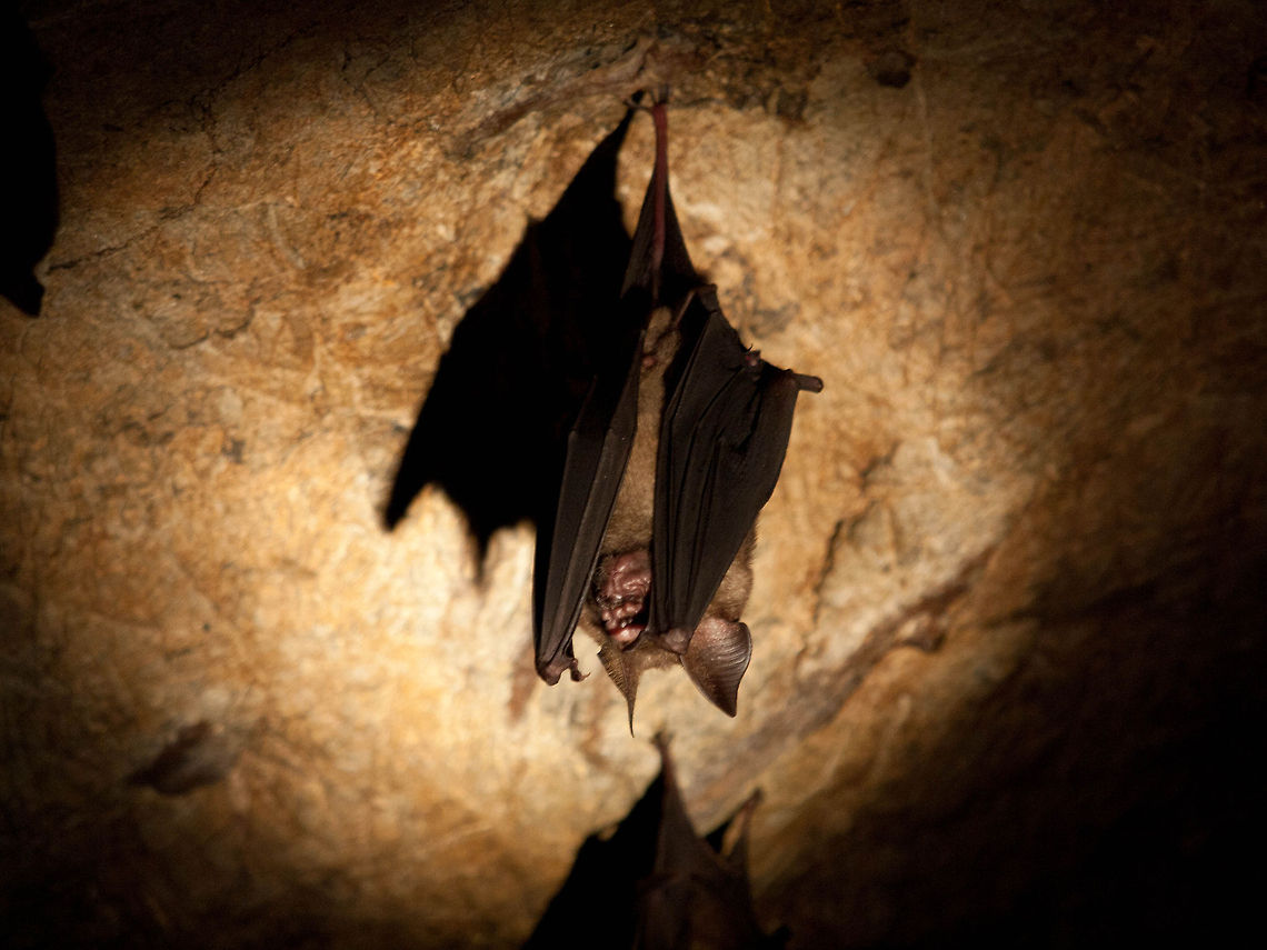 Bat in the spotlight This bat was found hanging in a batcave in the Kilim Geoforest Park in Langkawi. The spotlight is actually a flashlight that we brought into the cave. There were literally thousands of bats hanging on the ceiling of the cave. Asia,Bats,Caves,Geotagged,Great Roundleaf Bat,Hipposideros armiger,Kilim Geoforest Park,Langkawi,Malaysia