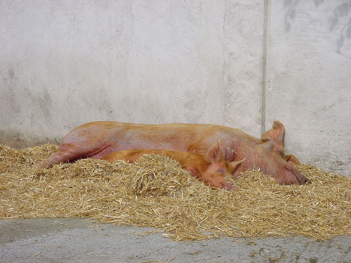 Two lazy pigs These two lazy pigs were found sleeping in the petting zoo at the Dublin Zoo Domestic pig,Dublin,Dublin Zoo,Europe,Geotagged,Ireland,Petting Zoo,Porcupine,Sus scrofa domesticus,Zoo