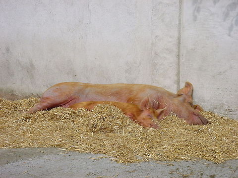 Two lazy pigs These two lazy pigs were found sleeping in the petting zoo at the Dublin Zoo Domestic pig,Dublin,Dublin Zoo,Europe,Geotagged,Ireland,Petting Zoo,Porcupine,Sus scrofa domesticus,Zoo