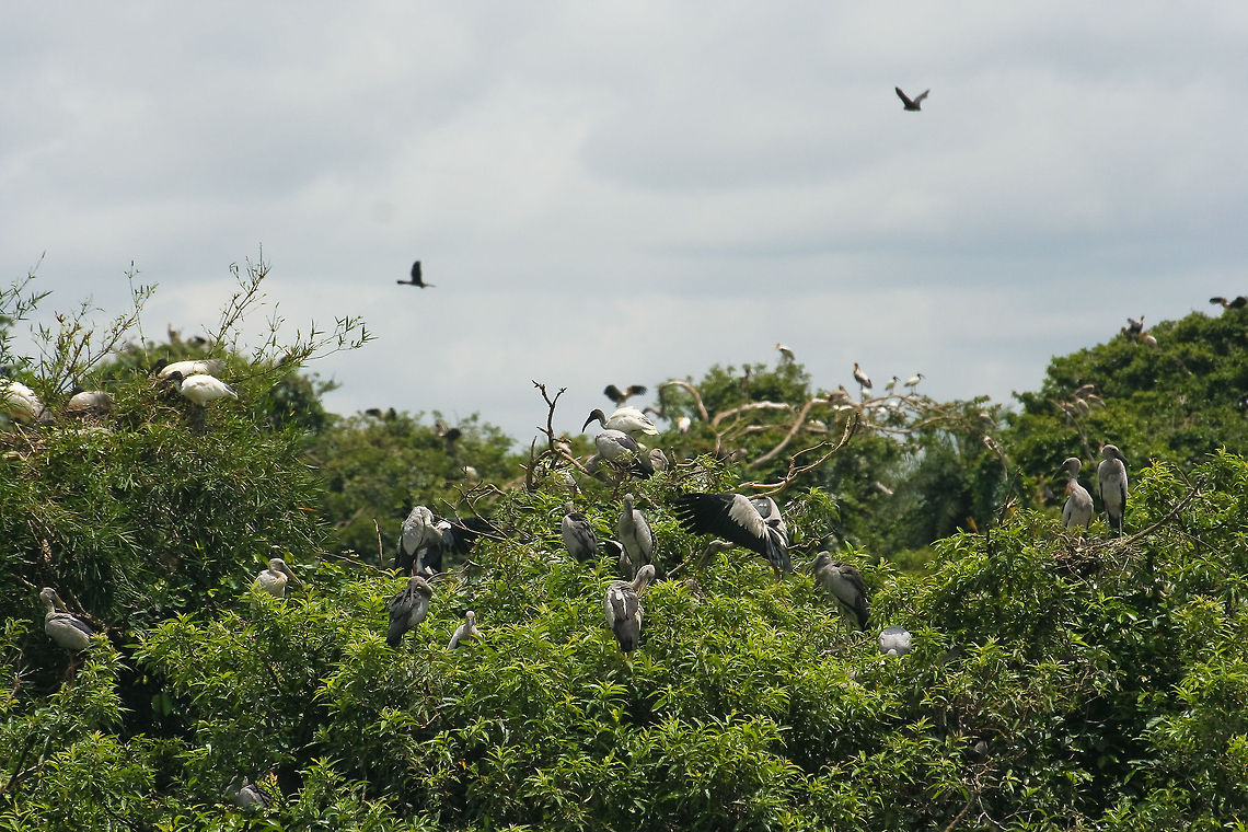 Birds sitting in a tree Various tropical birds sitting in a tree in the Ranganathittu bird sanctuary near Mysore, India Asia,Birds,Black-headed Ibis,India,Mysore,Ranganathittu,Threskiornis melanocephalus,Tree