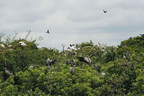 Birds sitting in a tree Various tropical birds sitting in a tree in the Ranganathittu bird sanctuary near Mysore, India Asia,Birds,Black-headed Ibis,India,Mysore,Ranganathittu,Threskiornis melanocephalus,Tree