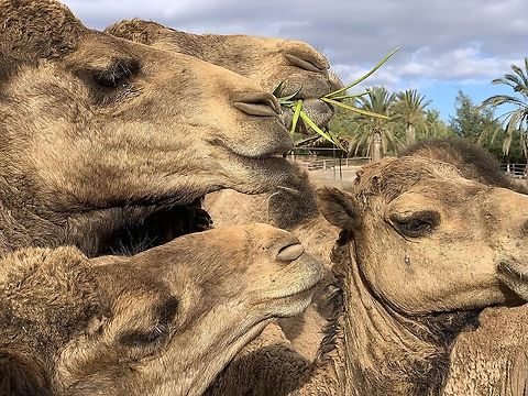 Curious Camels These camels were spotted in the Oasis Wildlife park in Fuerteventura, Canary Islands Camelus dromedarius,Canary Islands,Dromedary camel,Fuerteventura,Geotagged,Spain,Winter,Zoo