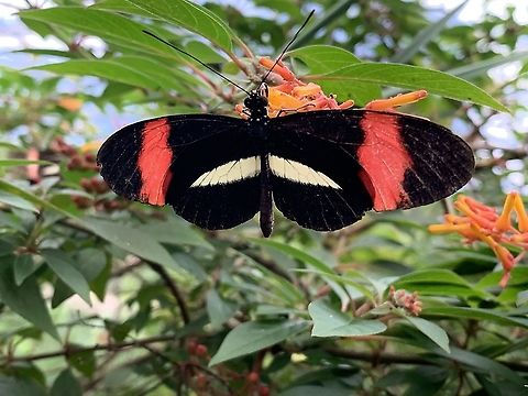 Common Postman butterfly Heliconius melpomene, found in the mangrove exhibit in Burgers Zoo Burgers Zoo,Butterfly,Common postman,Fall,Geotagged,Heliconius melpomene,Netherlands