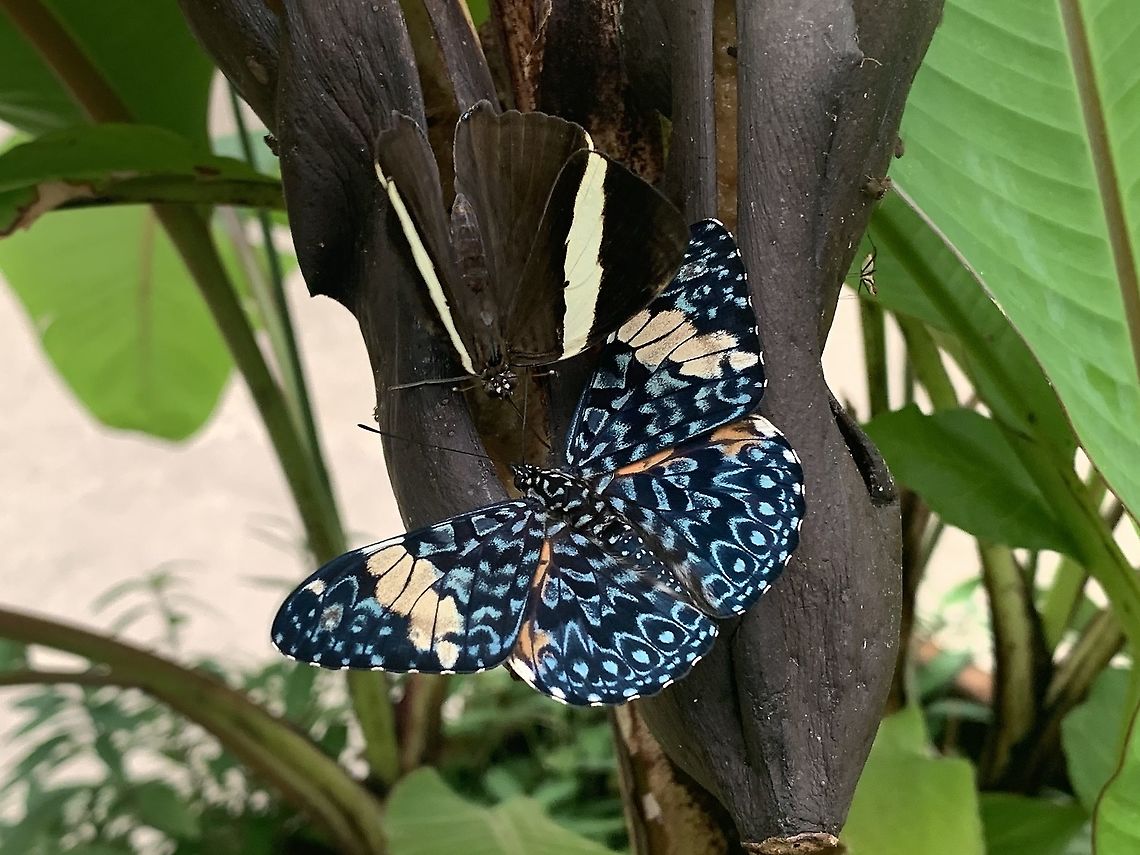 Red Cracker butterfly The butterfly was photographed in the new mangrove exhibit of Burgers Zoo Burgers Zoo,Butterfly,Fall,Geotagged,Hamadryas amphinome,Netherlands,Red Cracker