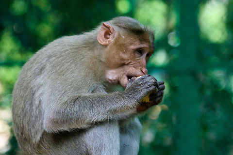 Macaque enjoying some fruit This macaque eats some fruit in the Ranganathittu Bird Sanctuary near Mysore, India Asia,Crab-eating macaque,Geotagged,India,Macaca fascicularis,Macaque,Mammals,Mysore,Ranganathittu