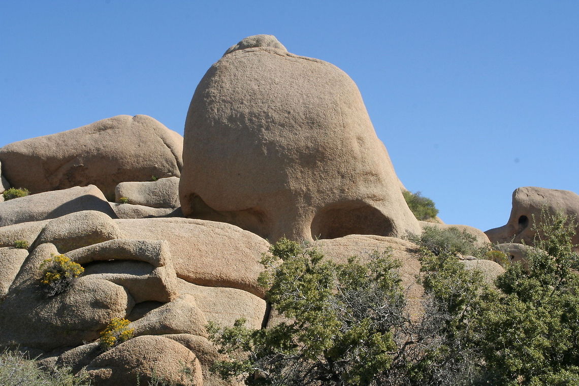 Skull Rock This weird looking rock resembling a skull was photographed at Joshua Tree National Park in the desert of Arizona Desert,Joshua Tree,National Park,North America,United States,Weird Rock