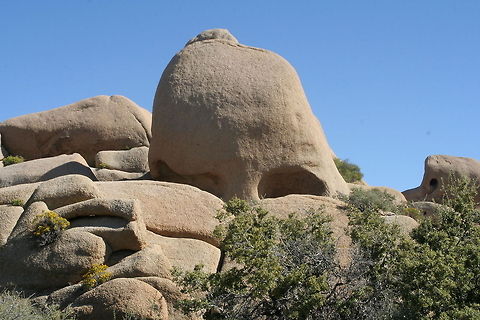 Skull Rock This weird looking rock resembling a skull was photographed at Joshua Tree National Park in the desert of Arizona Desert,Joshua Tree,National Park,North America,United States,Weird Rock