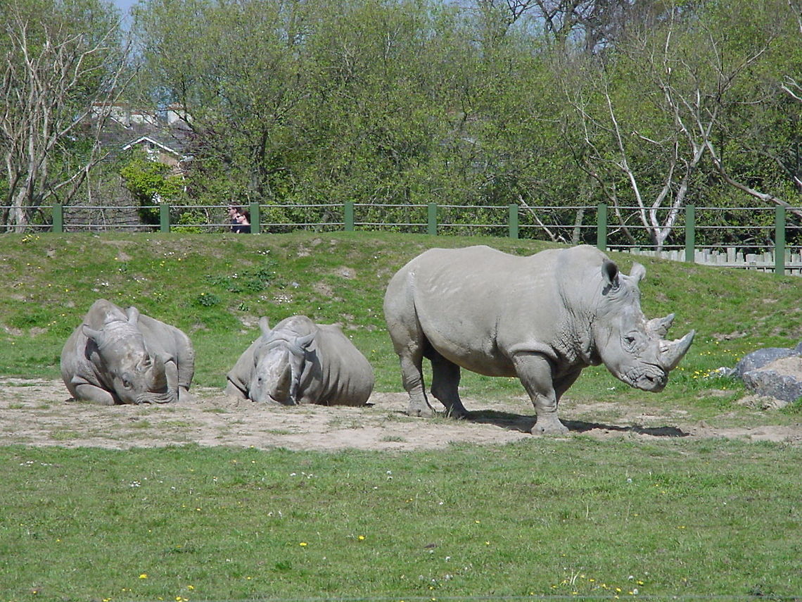Three rhinos These three Rhinoceros were spotted and photographed in the Dublin Zoo Black Rhinoceros,Ceratotherium simum,Dublin,Dublin Zoo,Europe,Ireland,Rhino,White rhinoceros,Zoo