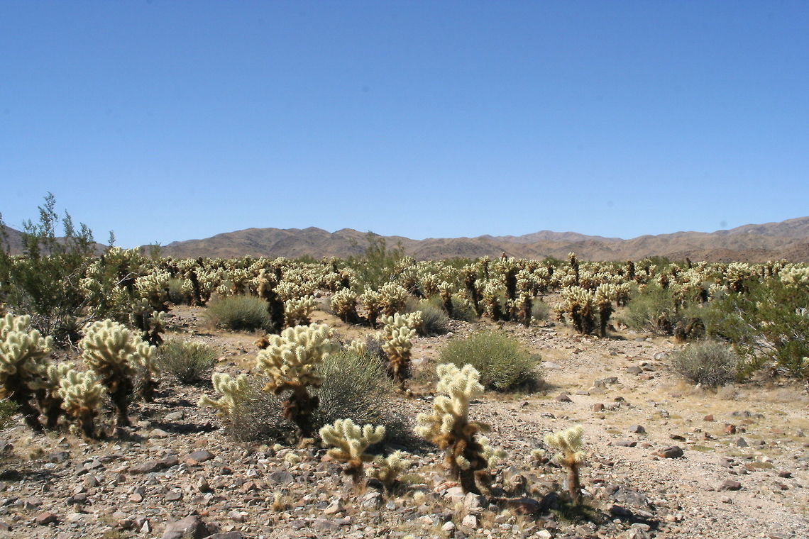 Desert with cacti This desert panorama shot was made in Joshua Tree National Park in Arizona Desert,Joshua Tree,National Park,North America,United States