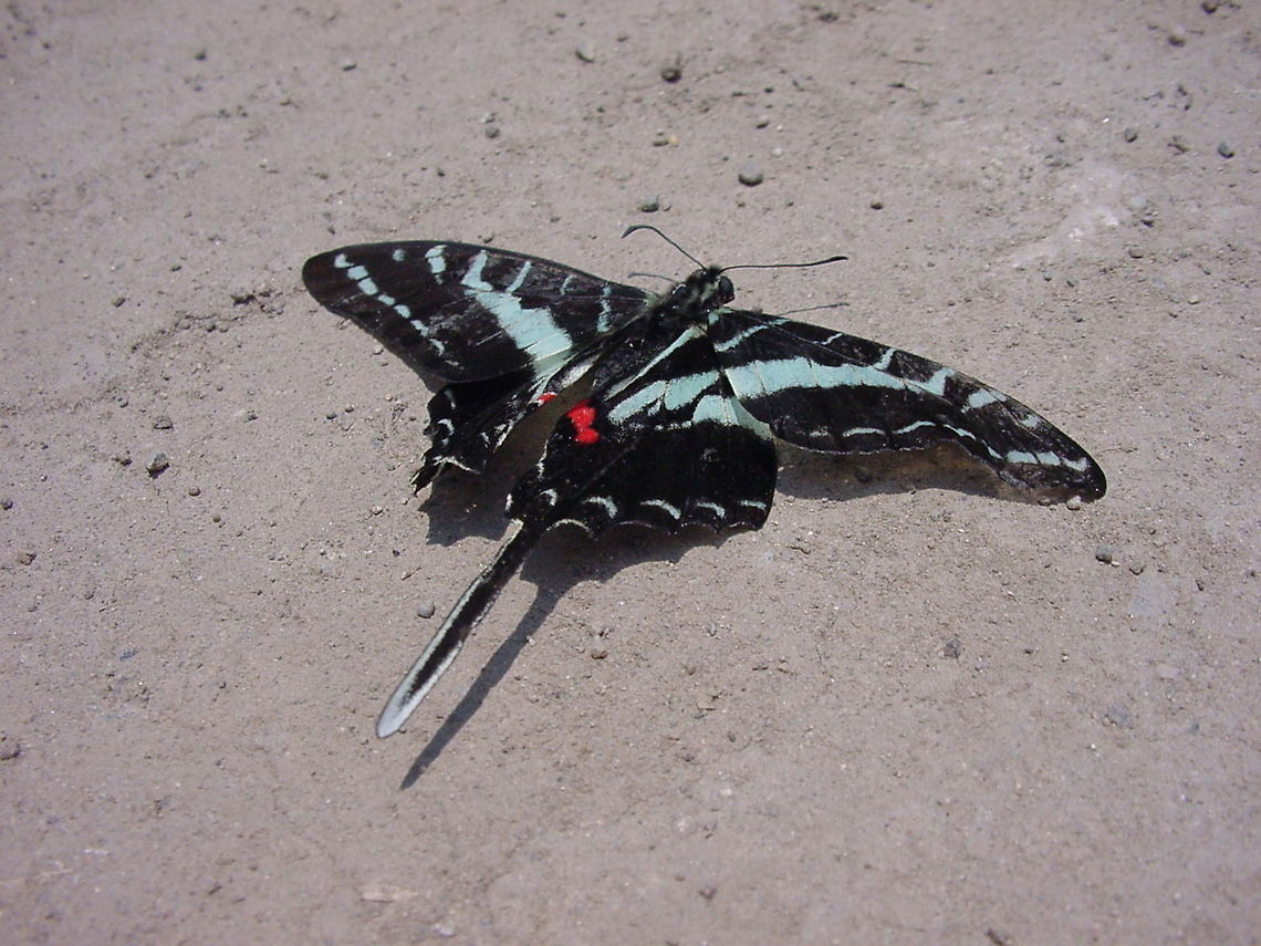 Exotic butterfly This butterfly was encountered on the west coast of Mexico, near the city of Puerto Vallarta Black Swordtail or Mamba Swordtail,Butterfly,Geotagged,Graphium colonna,Mexico,North America,Rhopalocera