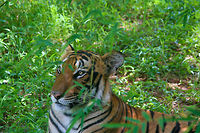 Tiger closeup This tiger was spotted during a wildlife safari at the Bannerghatta National Park, south of Bangalore, India Asia,Bangalore,Bannerghatta,India,Panthera tigris,Tiger