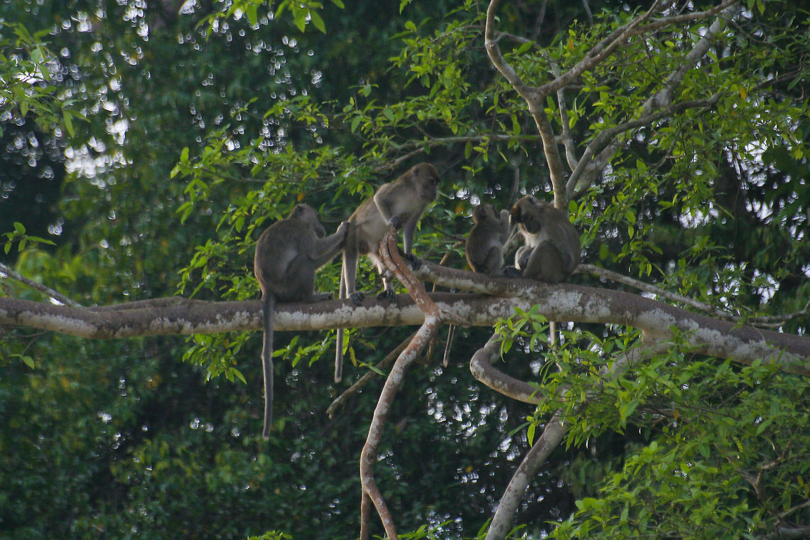Macaques sitting on a tree branch These macaques were found sitting and playing on a tree branch in Borneo Asia,Borneo,Crab-eating macaque,Macaca fascicularis,Macaque,Mammalia,Monkeys