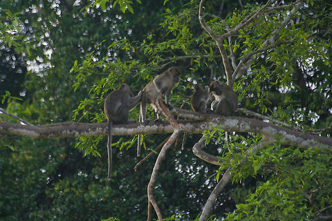Macaques sitting on a tree branch These macaques were found sitting and playing on a tree branch in Borneo Asia,Borneo,Crab-eating macaque,Macaca fascicularis,Macaque,Mammalia,Monkeys
