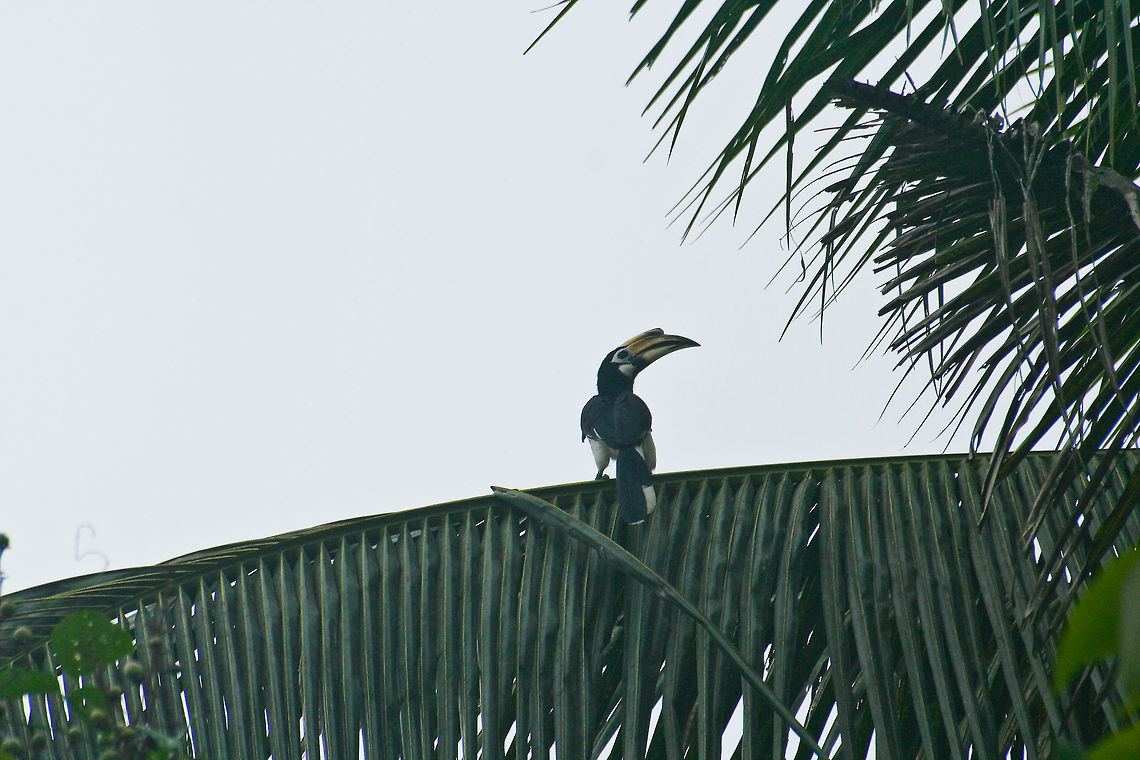Hornbill on a tropical tree Hornbill sitting on a big leave of a tropical tree in Borneo Anthracoceros albirostris,Asia,Birds,Borneo,Hornbill,Oriental Pied Hornbill