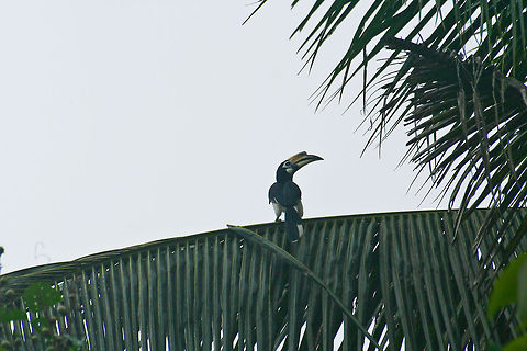 Hornbill on a tropical tree Hornbill sitting on a big leave of a tropical tree in Borneo Anthracoceros albirostris,Asia,Birds,Borneo,Hornbill,Oriental Pied Hornbill