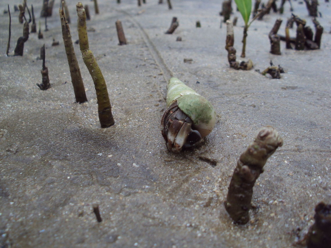 Hermit crab leaving a trail This hermit crab travelled along a beach in Bako National Park, located in Sarawak Borneo. It left a nice trail of both a dragmark and leg imprints Asia,Bako,Borneo,Caribbean hermit crab,Coenobita clypeatus,Hermit Crab,Malaysia,National Park,Sarawak,Trail
